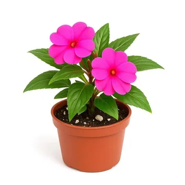 Reference photo: a magenta impatiens in a terracotta pot